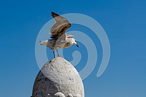 seagull on a stone structure