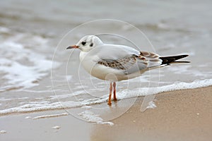 Seagull stood on beach