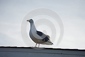 The seagull stood calmly on the roof and looked into the distance in a daze