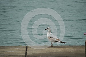 This seagull stood in a daze