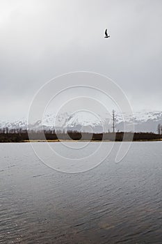 Seagull in a storm in Turnagain Arm, Alaska