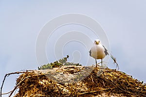 Seagull at Strandfontein beach on Baden Powell Drive between Macassar and Muizenberg near Cape Town