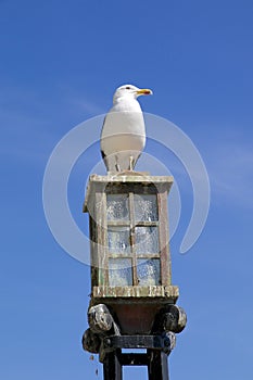 Seagull on a street lamp photo
