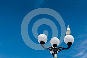 Seagull on a street lantern