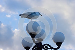 Seagull on street light of Brighton Pier