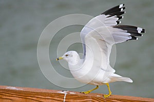 Seagull Stretches Wings