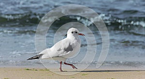 Seagull struts along the beach