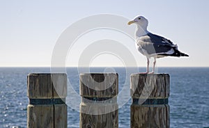 Seagull on a Stump 2