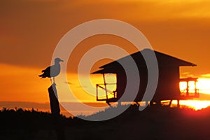 Seagull in stunts sunrise on the beach