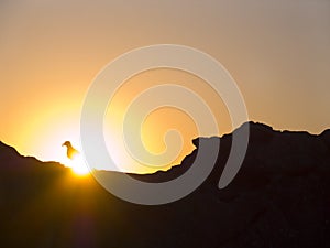 Seagull and the sun