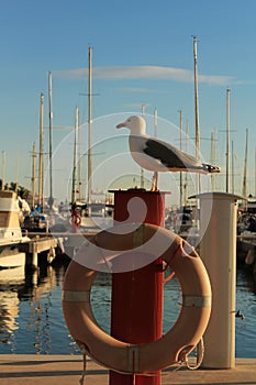 Seagull sunbathing on the waterfront