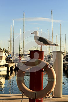 Seagull sunbathing on the waterfront