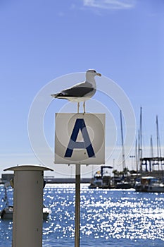 Seagull sunbathing on the waterfront