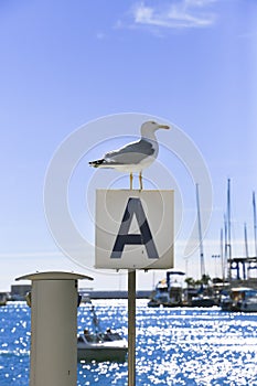Seagull sunbathing on the waterfront