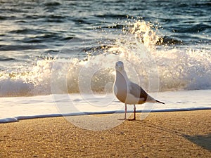 Seagull at Sunrise