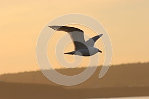 Seagull in Sunset