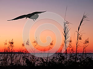 Seagull at Sunset
