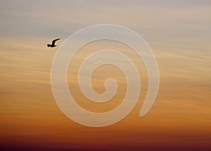 Seagull at Sunset