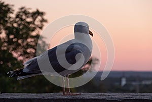 Seagull with sunset on background