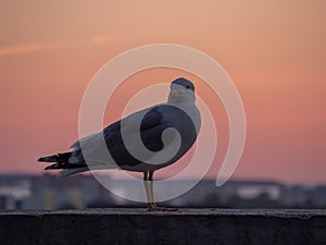 Seagull with sunset on background