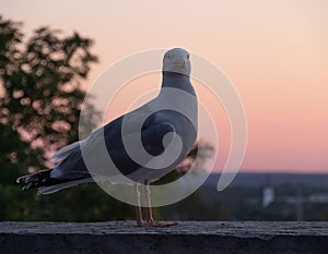 Seagull with sunset on background