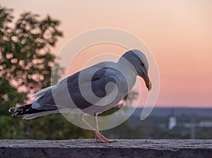 Seagull with sunset on background