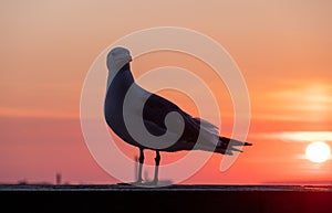 Seagull with sunset on background