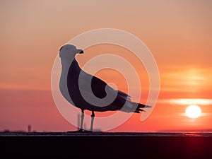 Seagull with sunset on background