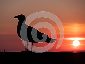 Seagull with sunset on background