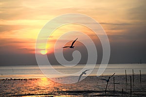 seagull with sunset in the background