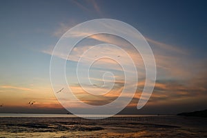 seagull with sunset in the background