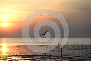 seagull with sunset in the background