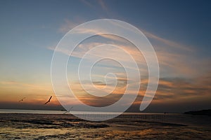 seagull with sunset in the background