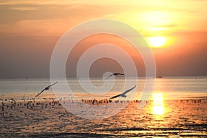 seagull with sunset in the background