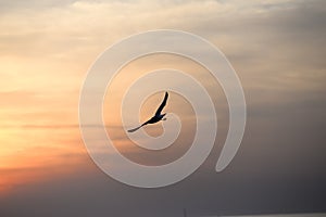 seagull with sunset in the background