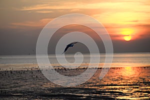 seagull with sunset in the background