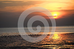 seagull with sunset in the background