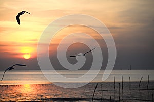 seagull with sunset in the background