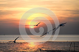 seagull with sunset in the background