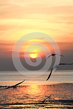 seagull with sunset in the background