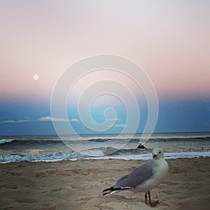 Seagull
