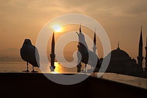 Seagull sunset bluemosque