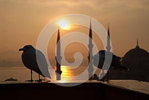 Seagull sunset bluemosque