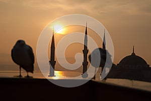 Seagull sunset bluemosque