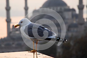 Seagull sunset bluemosque