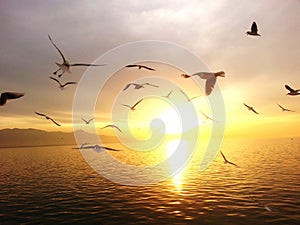 Seagull sunset fly sea