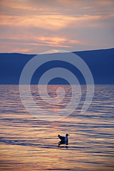Seagull at sunset on Lake Baikal