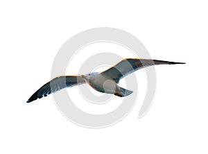 Seagull in sunset light isolated on white background