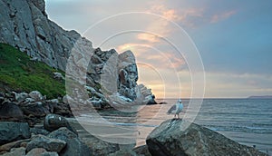 Seagull at Sunset at Morro Rock on the central coast of California at Morro Bay California USA