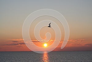 Seagull at sunset